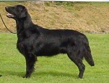 CACS at the French Club Show 2001