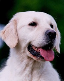 Ossien of Glen Sheallag