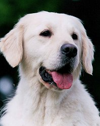 Ossien of Glen Sheallag