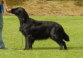 Night-Time of Glen Sheallag