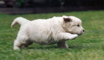 Unique of Glen Sheallag